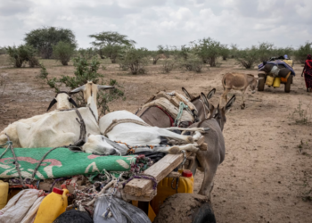 Fragile goats are carried on a cart pulled by donkeys as a Kenyan family departs their home in search of water. The ongoing drought in the northern region has led to severe food and water shortages, pushing pastoralist communities and their livestock to the edge of survival. Photograph by Ed Ram, Getty Images