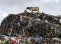 Cows roam the largest dumpsite for textile waste at Old Fadama in Accra, Ghana, on Saturday, October 19, 2024. (AP Photo/Misper Apawu)
