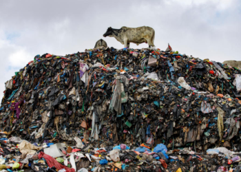 Cows roam the largest dumpsite for textile waste at Old Fadama in Accra, Ghana, on Saturday, October 19, 2024. (AP Photo/Misper Apawu)