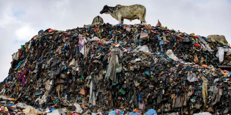 Cows roam the largest dumpsite for textile waste at Old Fadama in Accra, Ghana, on Saturday, October 19, 2024. (AP Photo/Misper Apawu)