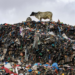 Cows roam the largest dumpsite for textile waste at Old Fadama in Accra, Ghana, on Saturday, October 19, 2024. (AP Photo/Misper Apawu)