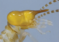 This termite species from the West Indies, identified by its soldier with a unique “glue-shooting head” (pictured), was named Parvitermes collinsae in 1995 in honor of Margaret Collins. — Rudolf Scheffrahn