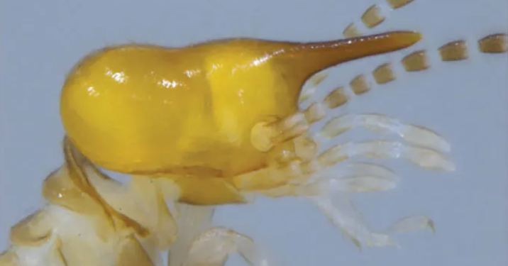 This termite species from the West Indies, identified by its soldier with a unique “glue-shooting head” (pictured), was named Parvitermes collinsae in 1995 in honor of Margaret Collins. — Rudolf Scheffrahn