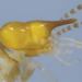 This termite species from the West Indies, identified by its soldier with a unique “glue-shooting head” (pictured), was named Parvitermes collinsae in 1995 in honor of Margaret Collins. — Rudolf Scheffrahn