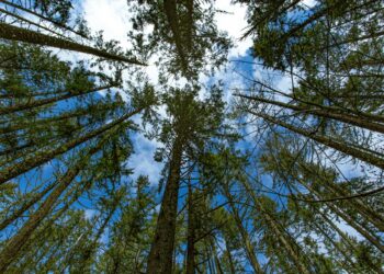 crowns of evergreen trees in forest