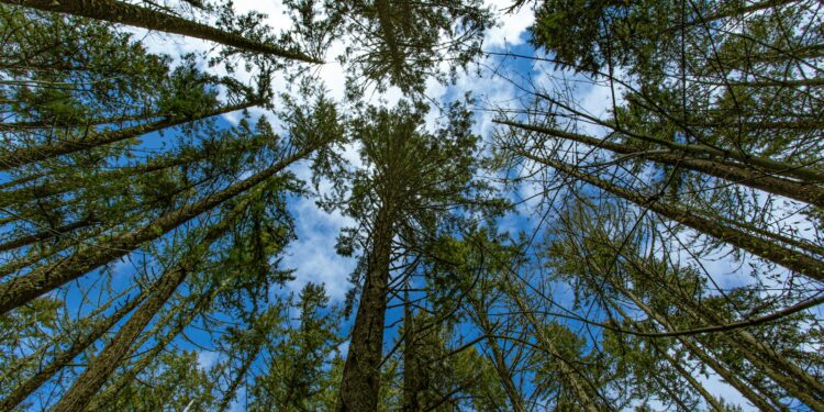 crowns of evergreen trees in forest
