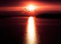 silhouette of birds flying over body of water
