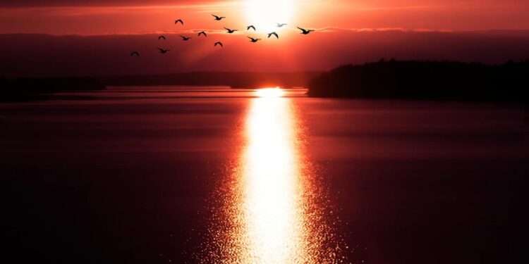 silhouette of birds flying over body of water