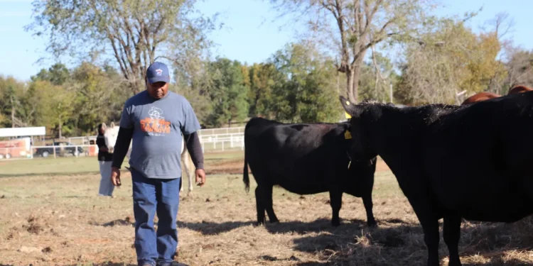 Trump cuts ends USDA efforts to curb discrimination against Black farmers